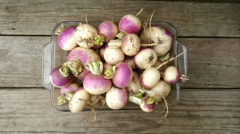 Can Horses Eat Turnips? Surprising Fact You Should Know!