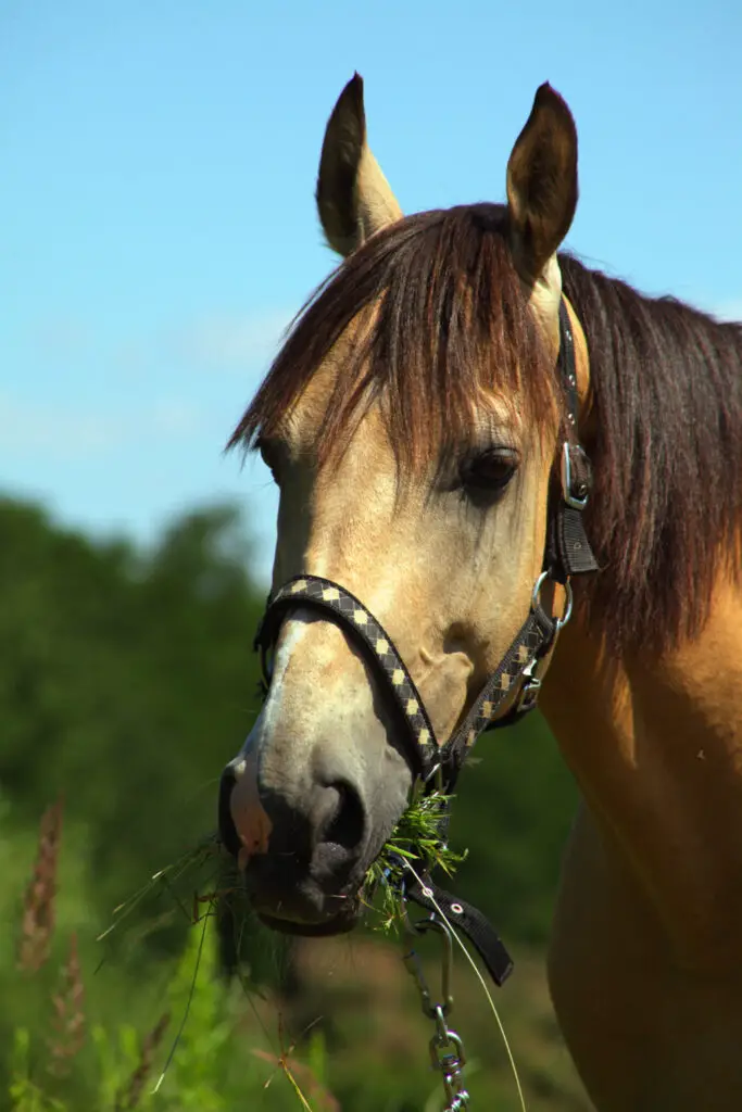 Crab Apples As Food For Horses