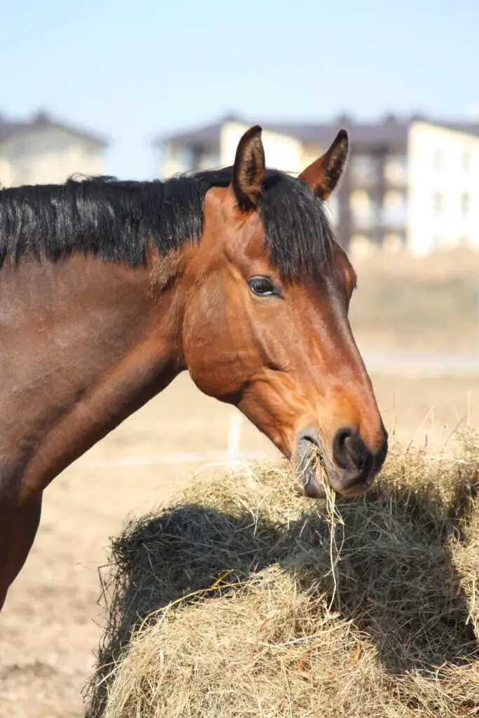 Why is it a requirement to cut their food before feeding them to the horses