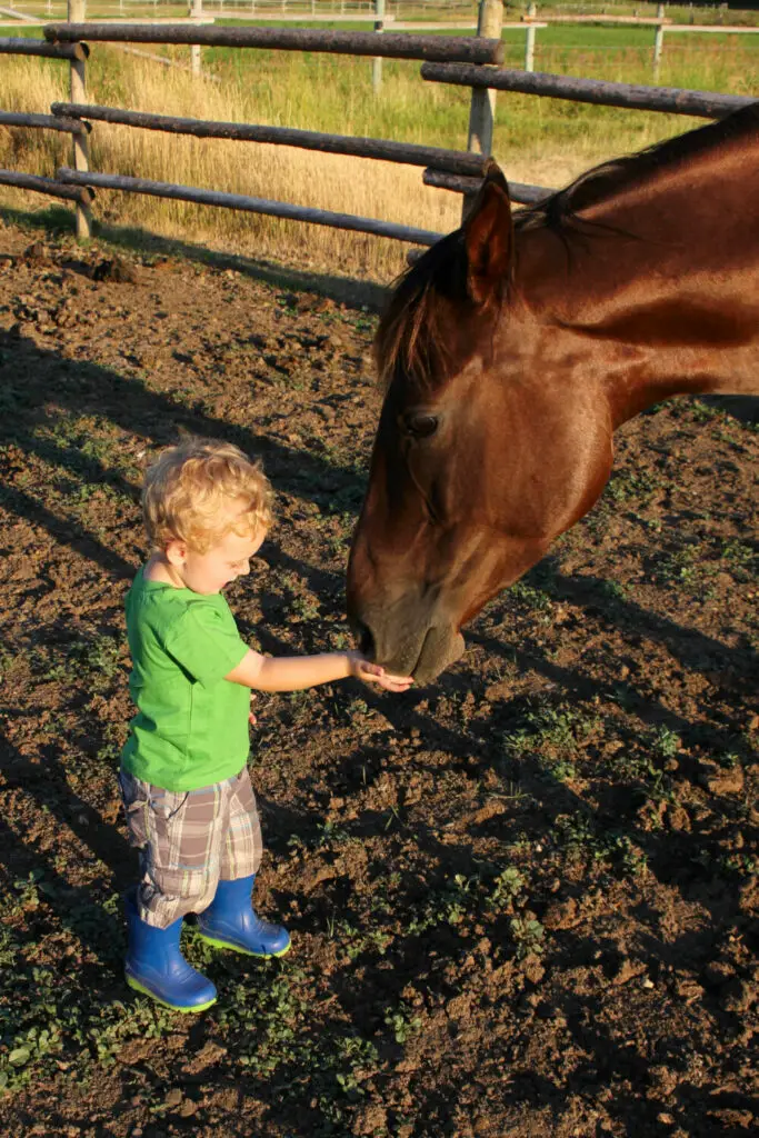 Can Laminitic horses eat haylage