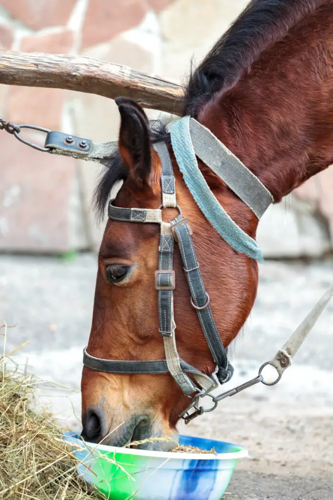 Can Laminitic horses eat haylage