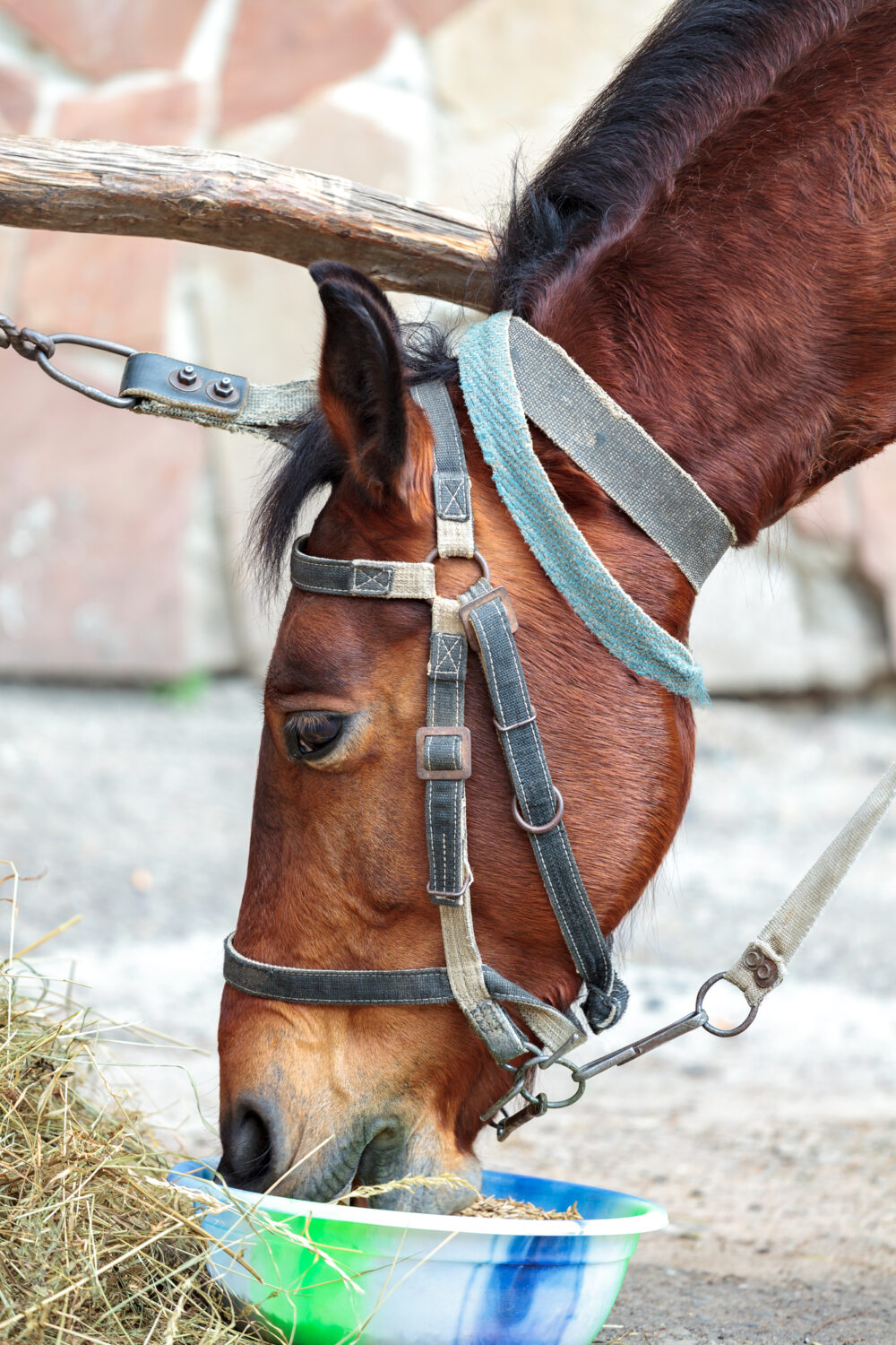 Can Laminitic Horses Eat Haylage? 3 Amazing Facts To Know! PetCosset