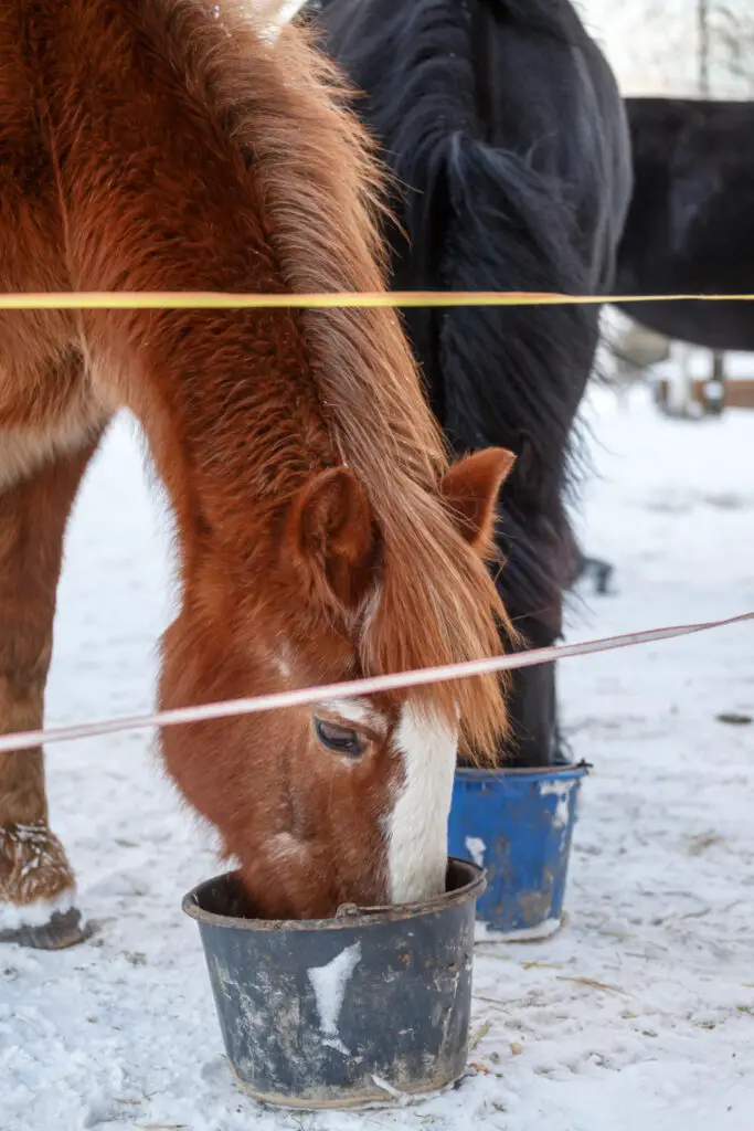 What Are Different Types Of Flour That Can Horses Eat