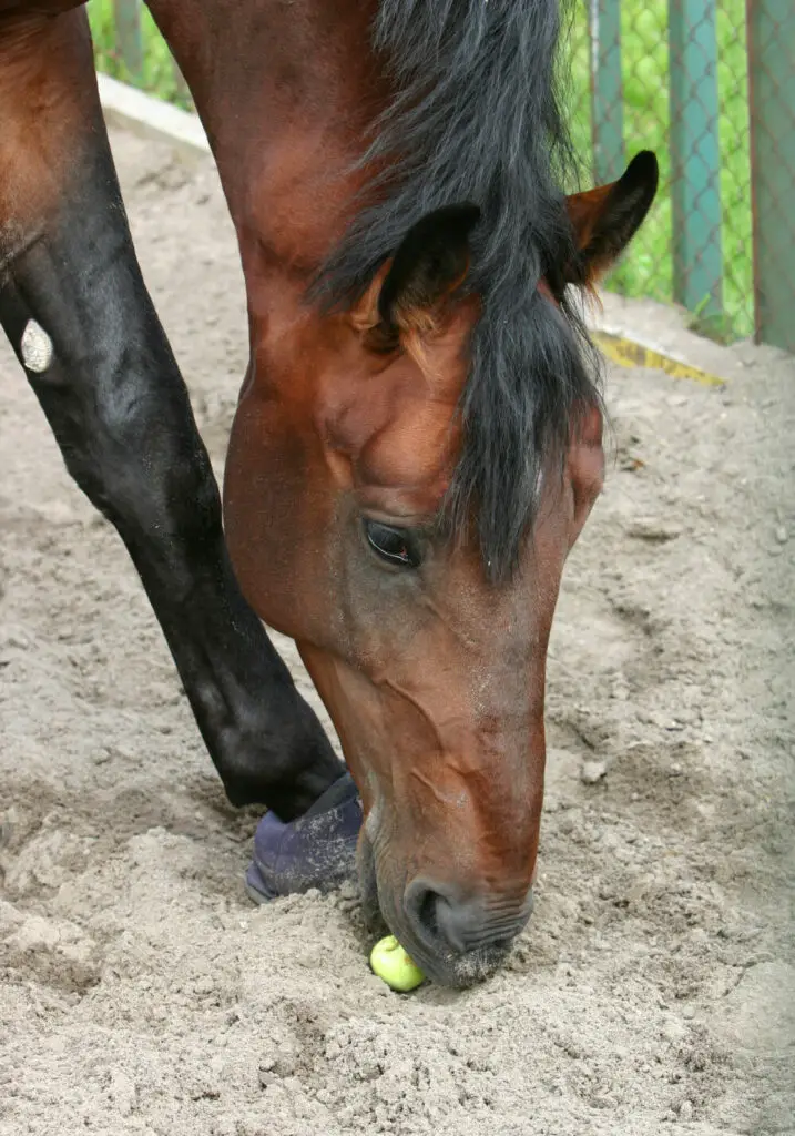 Can horses eat carrot tops