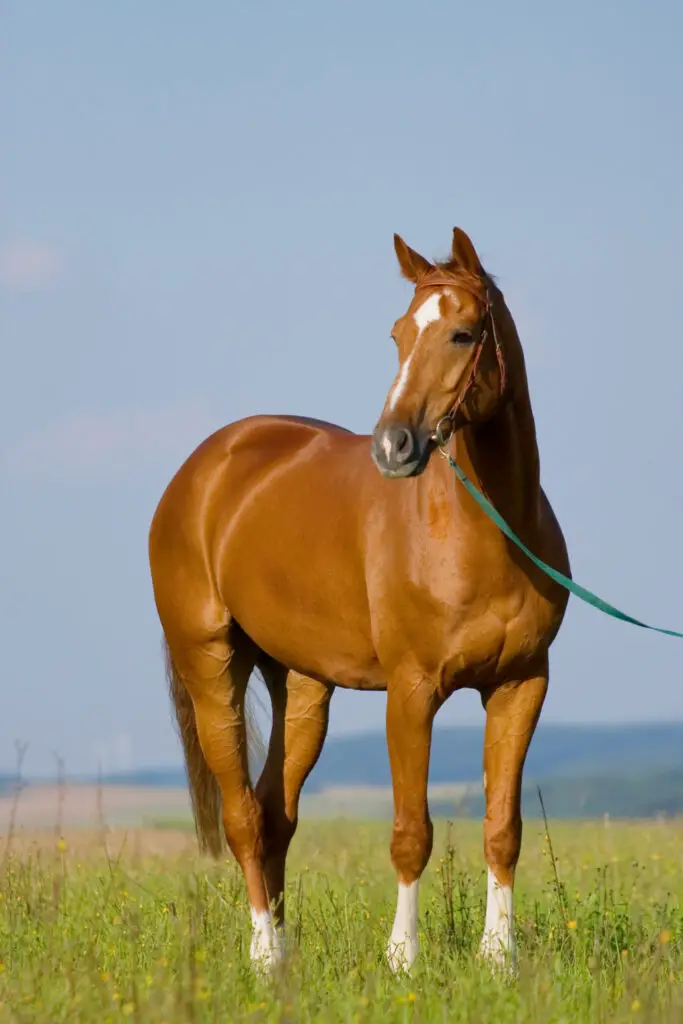 Are horses able to walk backwards