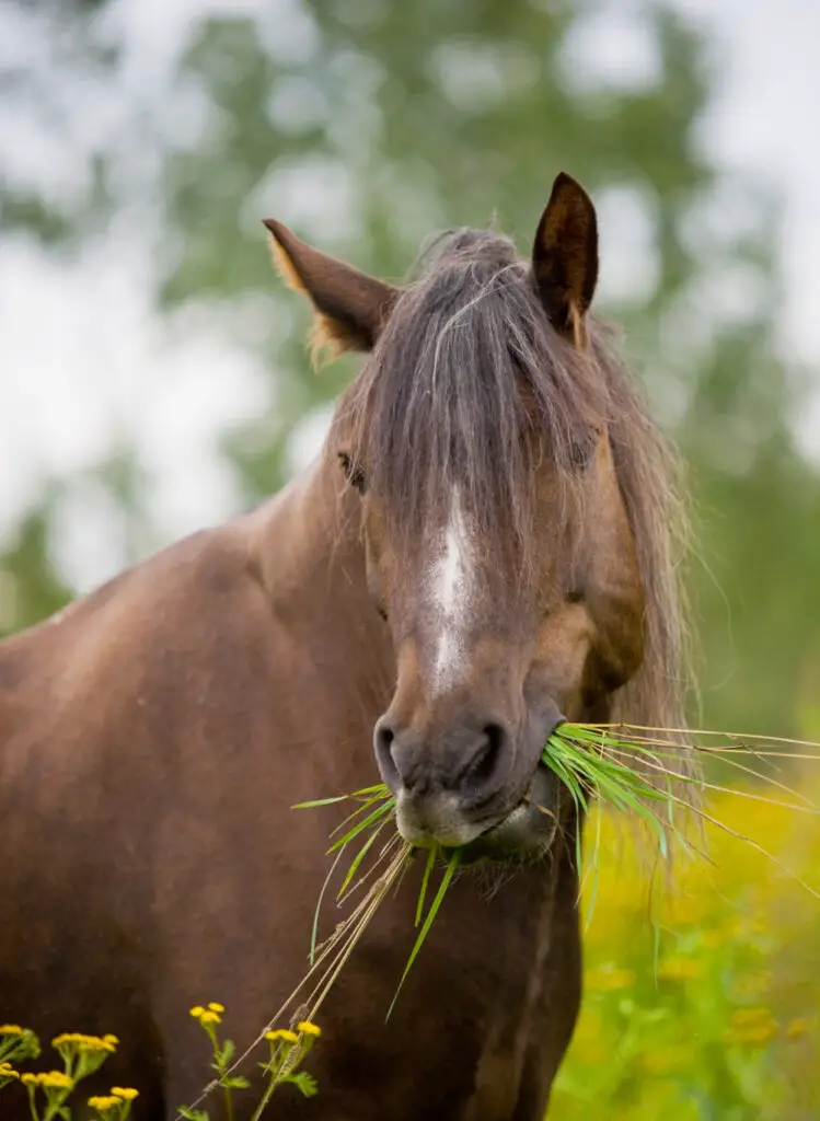 Turnips; Can You Feed Them To Your Horse