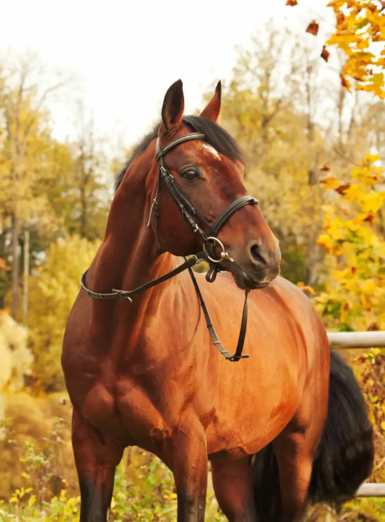 Proper Ways To Cut Carrots For Horses