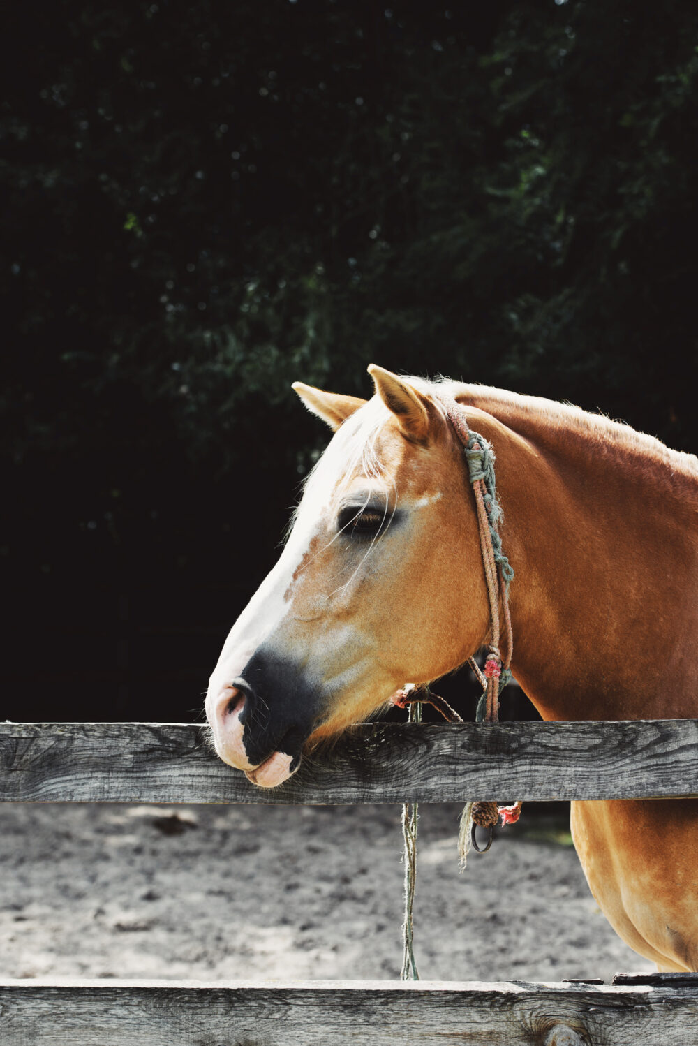 Can Horses Get Fleas? 4 Interesting Facts To Know! PetCosset