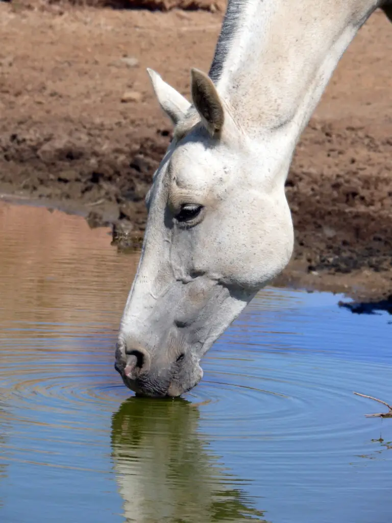 Carrot For Horses