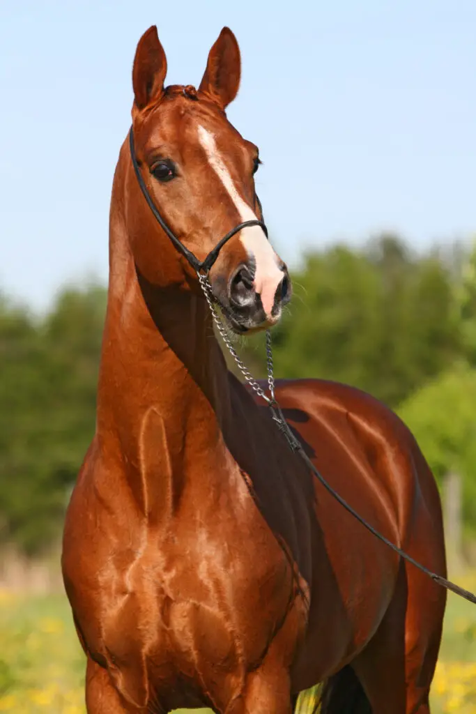 Learning More About Horses