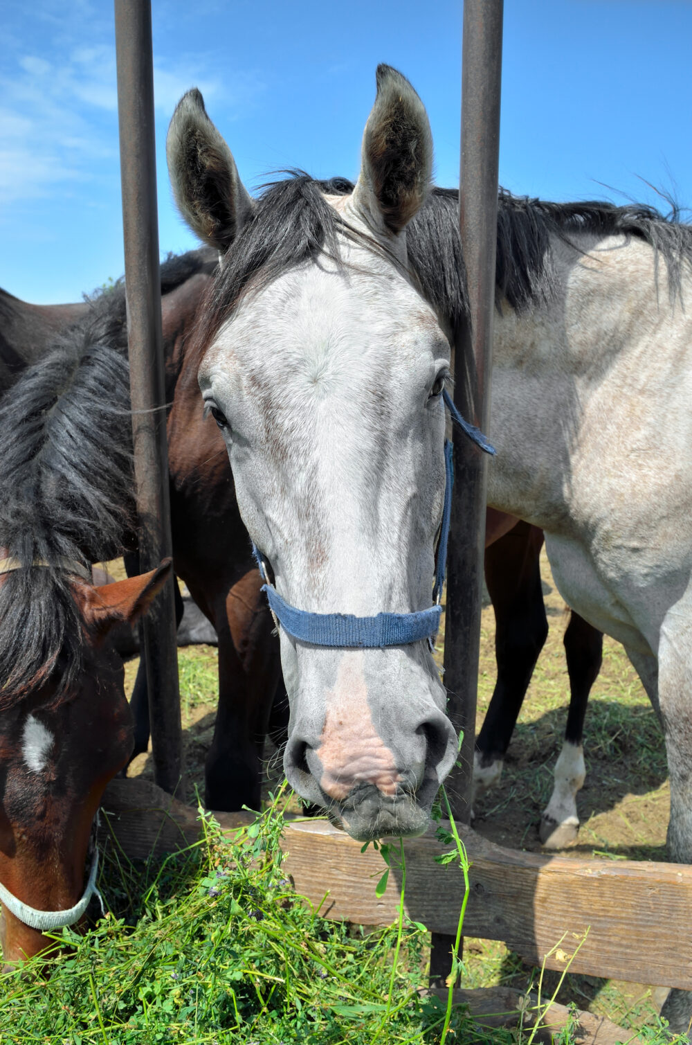 Can Horses Eat Parsnips? Amazing Facts You Should Know! PetCosset