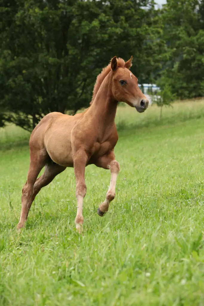 Why Should You Train Your Horse To Move Backwards