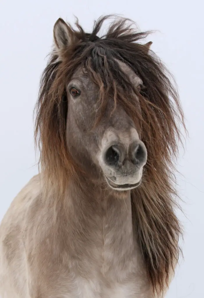 Does haylage make horses fizzy