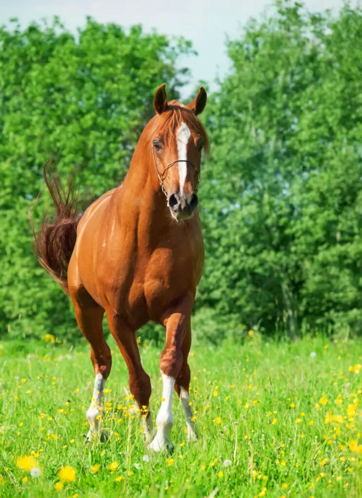 How to cut carrots for horses