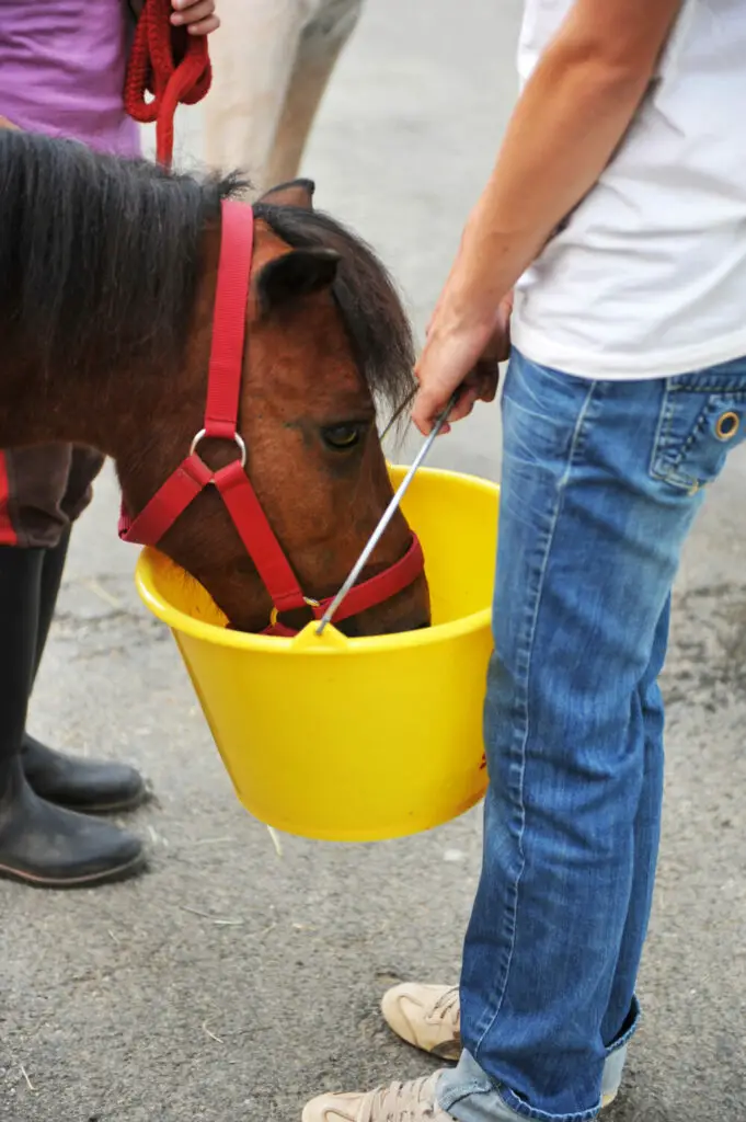 Can Laminitic horses eat haylage