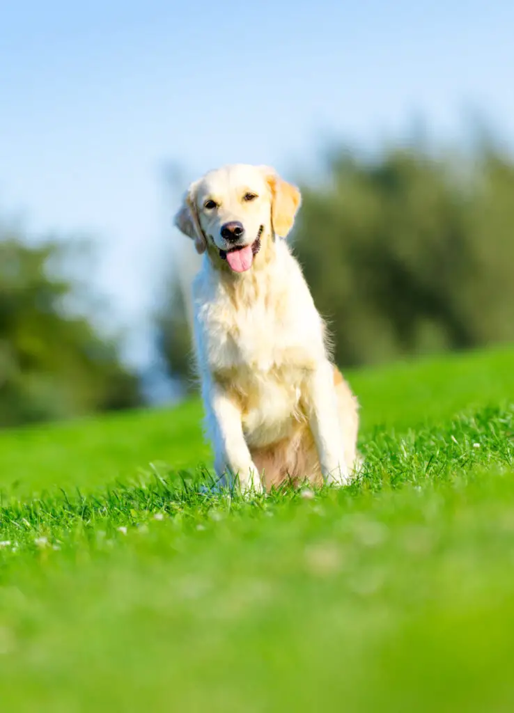 What Are the Main Purposes of a Dog Run?