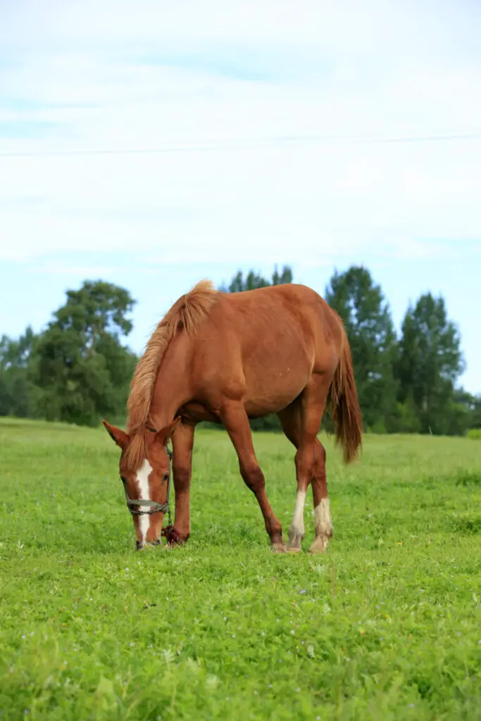 Can horses eat crab apples