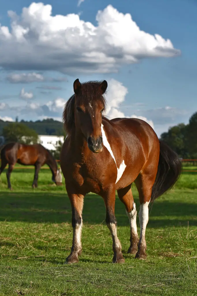 Can horses eat crab apples