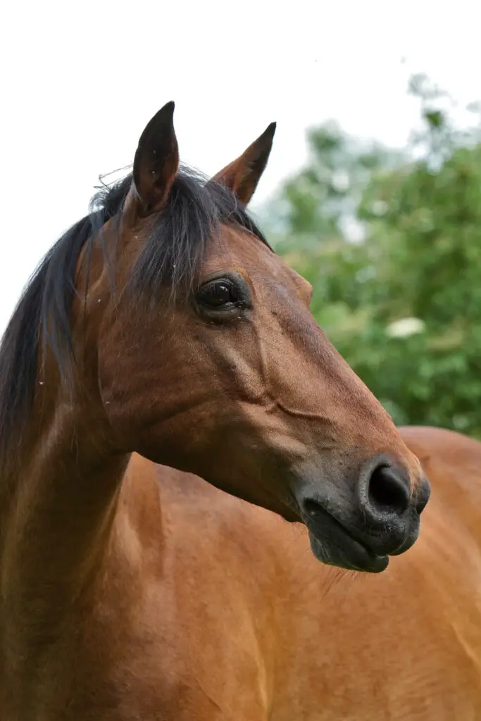 Can horses eat crab apples