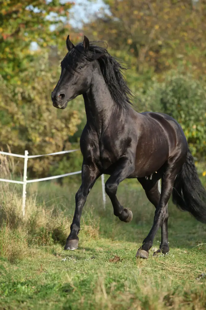 Is A Cracked Corn Good For Horses