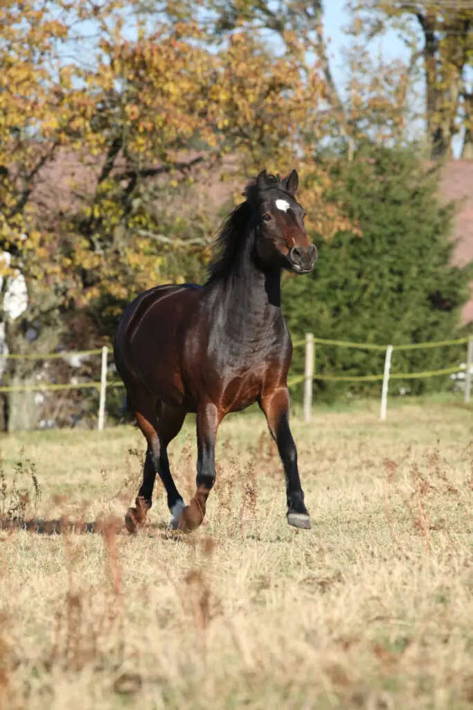 Is A Cracked Corn Good For Horses