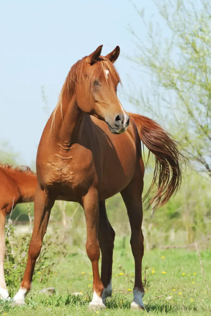 Walking Backwards; Can Horses Do That