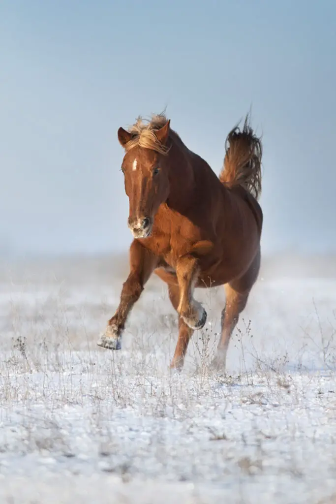 for horses, is haylage better