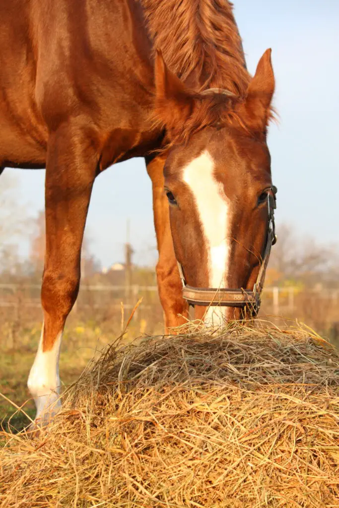 Are Carrot Tops Edible For Horses