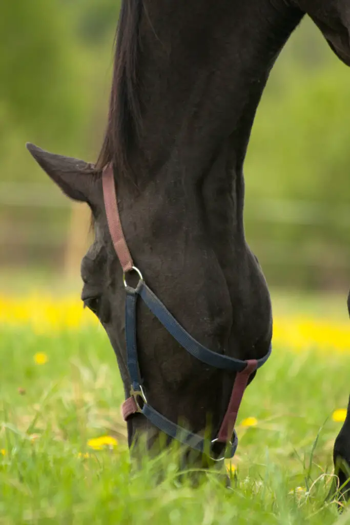 How Frequently Can horses Eat Turnips