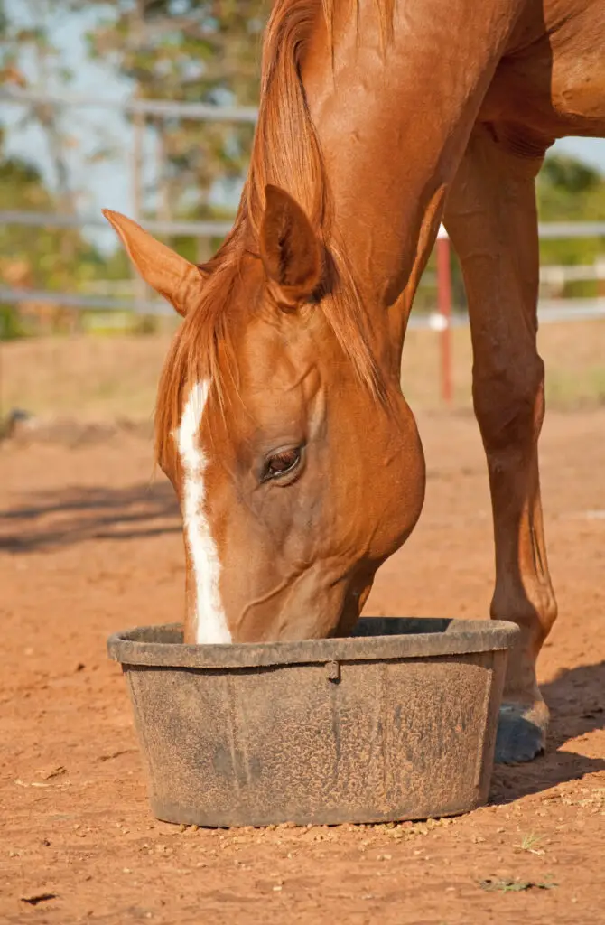 Corn; A Good Snack For Horses