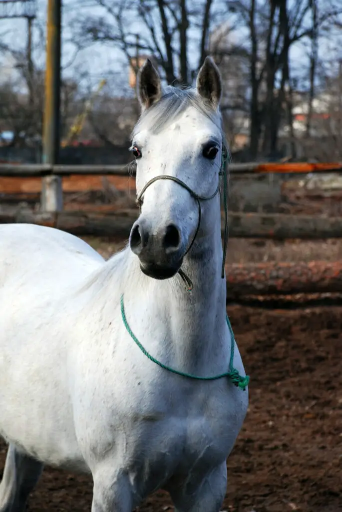 Are crab apple trees poisonous to horses