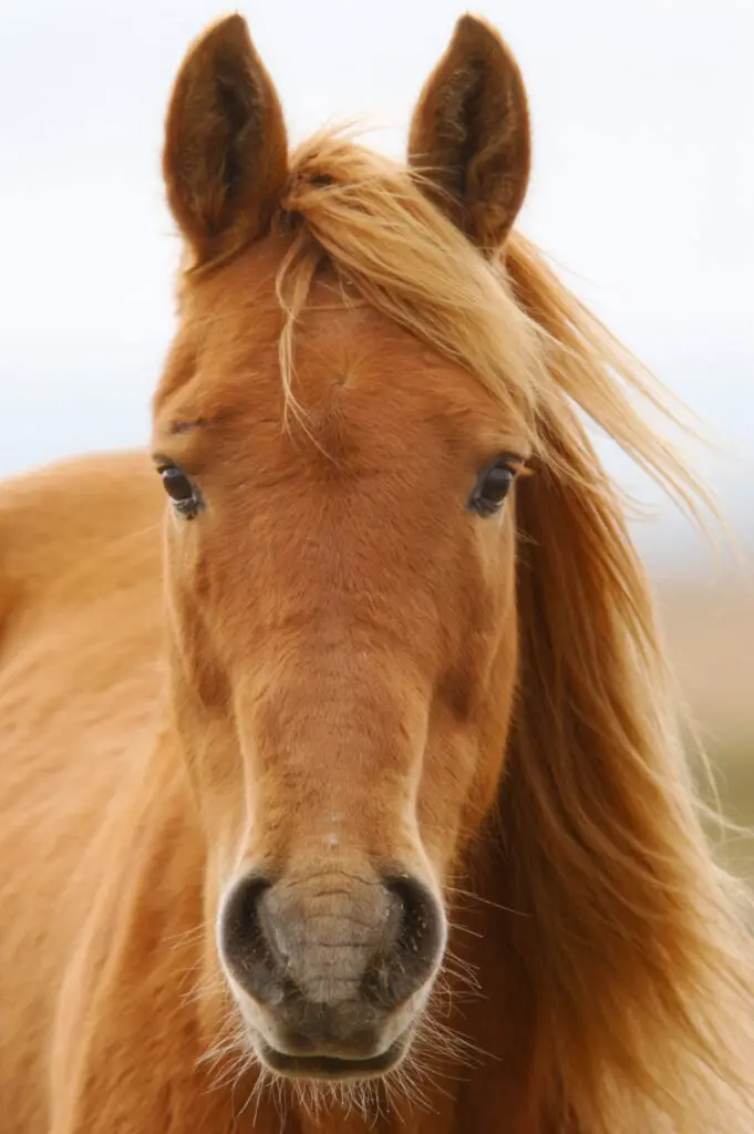 are crab apple trees poisonous to your horses