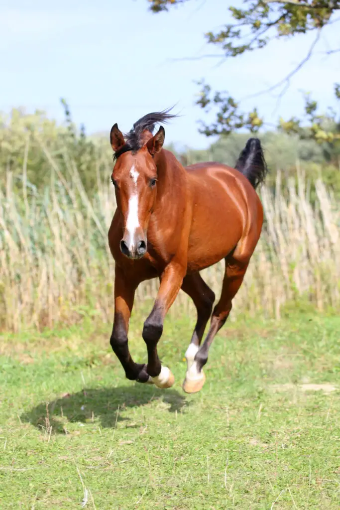 horse keeps stopping while riding