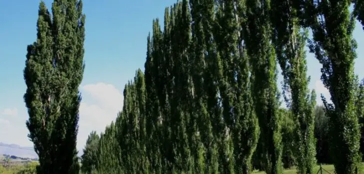 Is poplar tree poisonous to horses