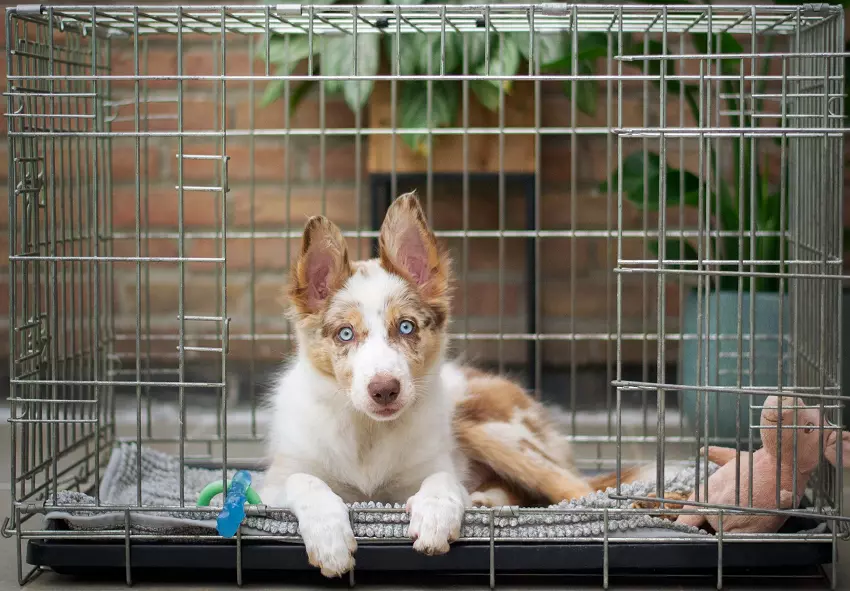 crates for dogs
