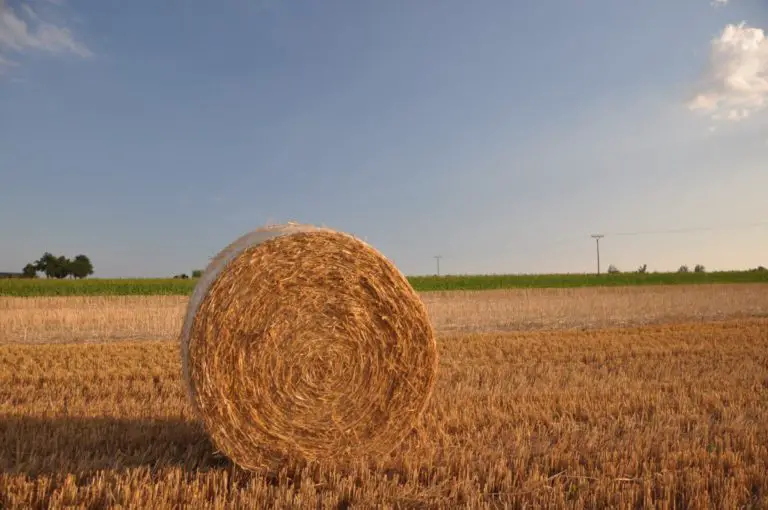 Does Haylage Make Horses Fizzy? 3 Surprising Facts To Know!