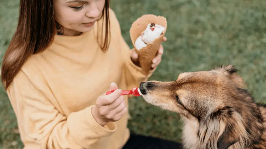 frozen treats for dog