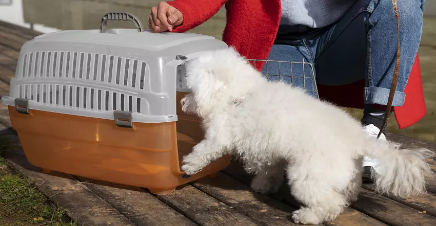 how to crate train your dog