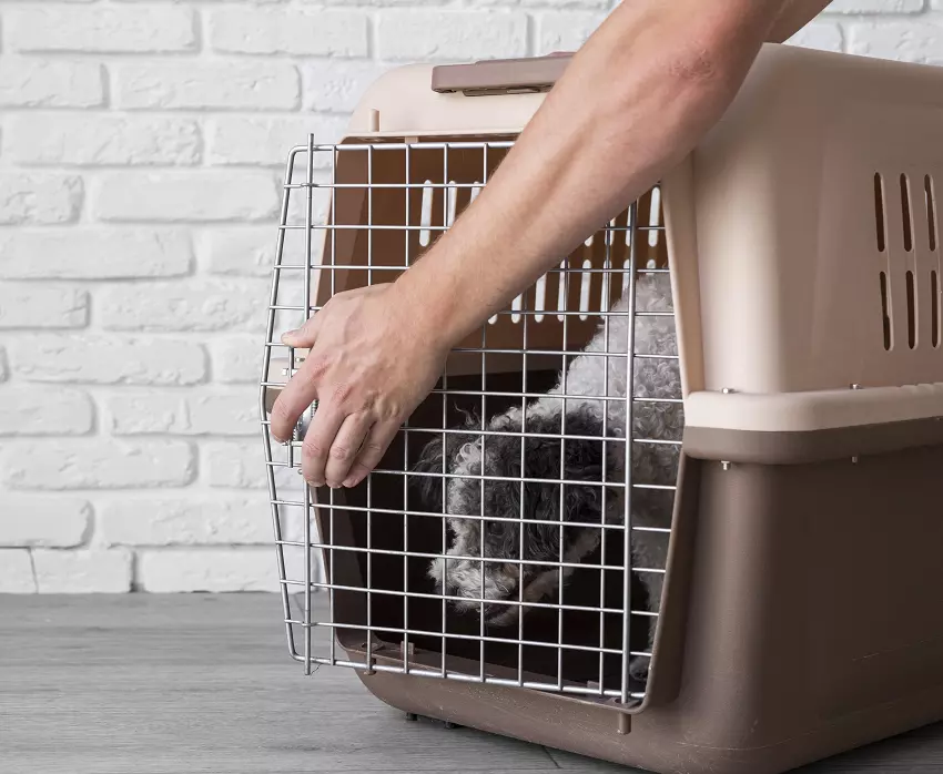 how to use a dog crate