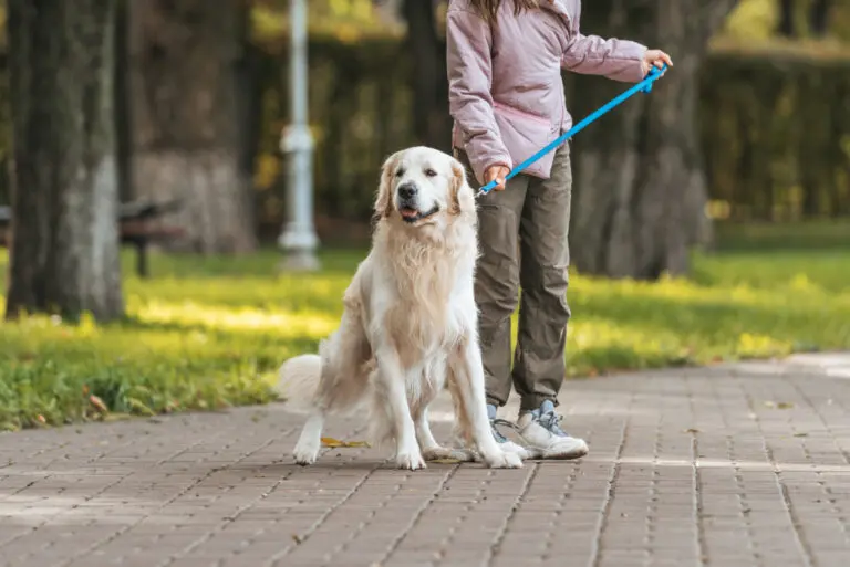 walk dog before eating