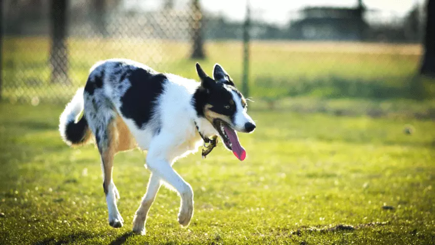 what are the main purposes of a dog run