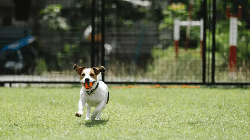 what is a dog run definition