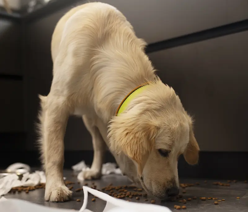 Why dogs leave food all over the houses