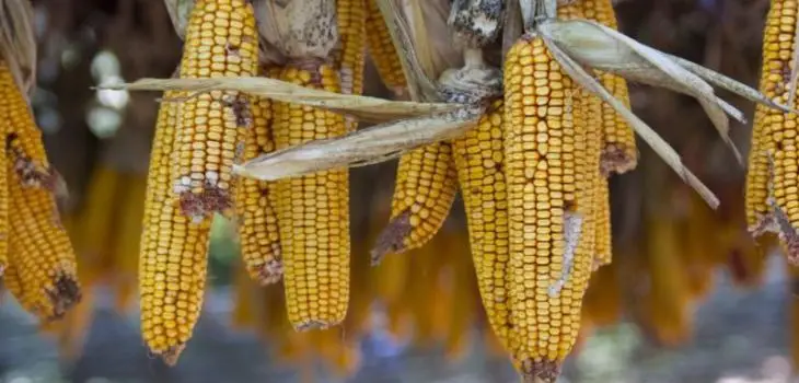 Can horses eat corn husks