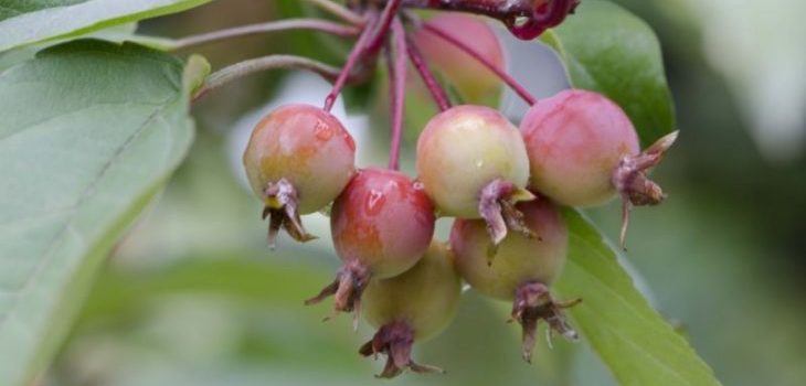 are crab apples safe for dogs