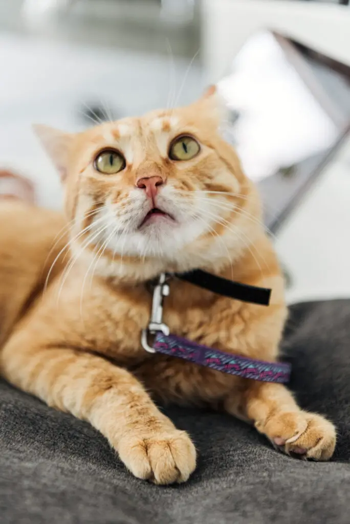 Five solutions to stop your cat from biting other cats on the neck