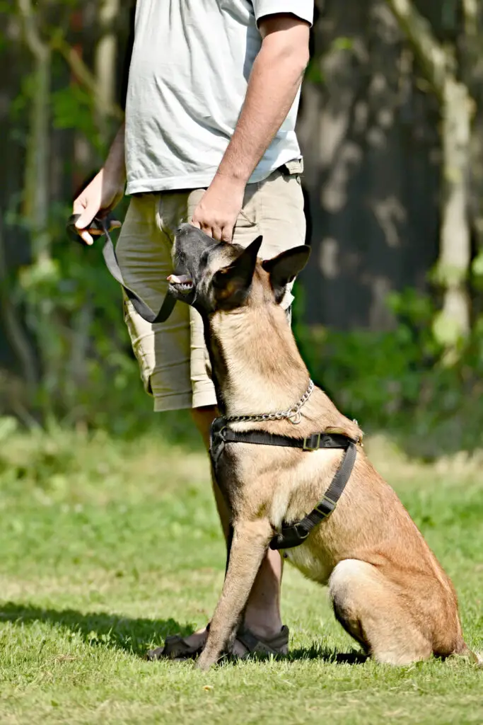 Which is better: DogWatch vs Invisible Fence?