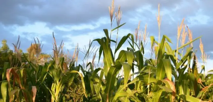 can horses eat corn silage