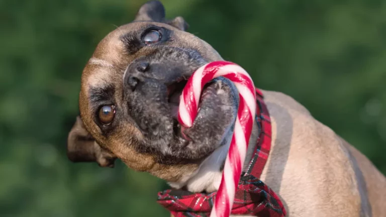 What Should I Do If My Dog Ate Candy Cane?