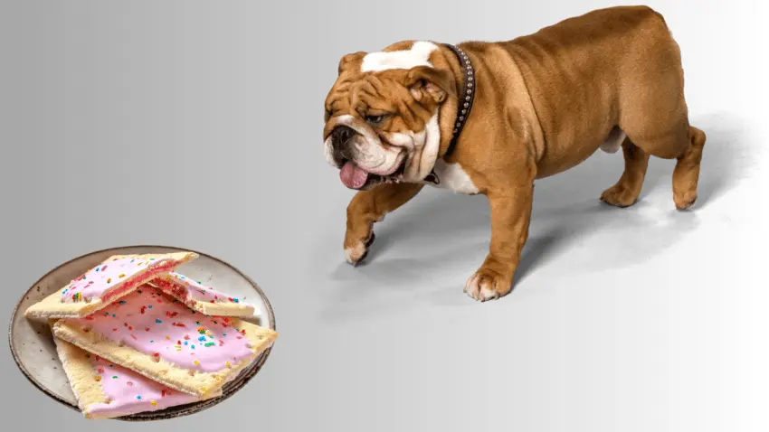 How to prevent your dog from eating Pop Tarts